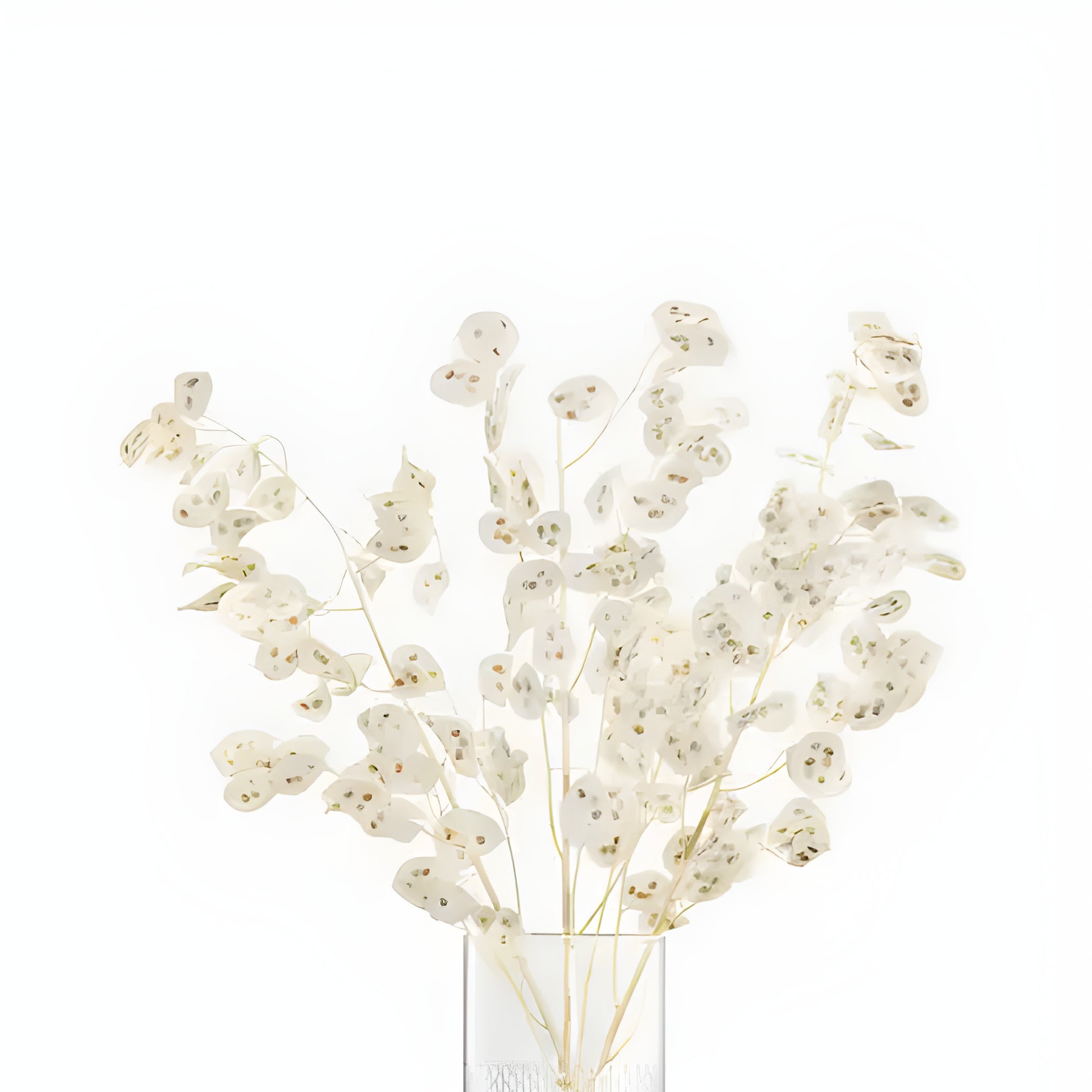 Translucent honesty plants in a textured glass vase on a white background.