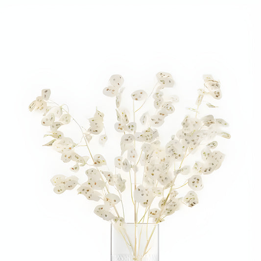 Translucent honesty plants in a textured glass vase on a white background.